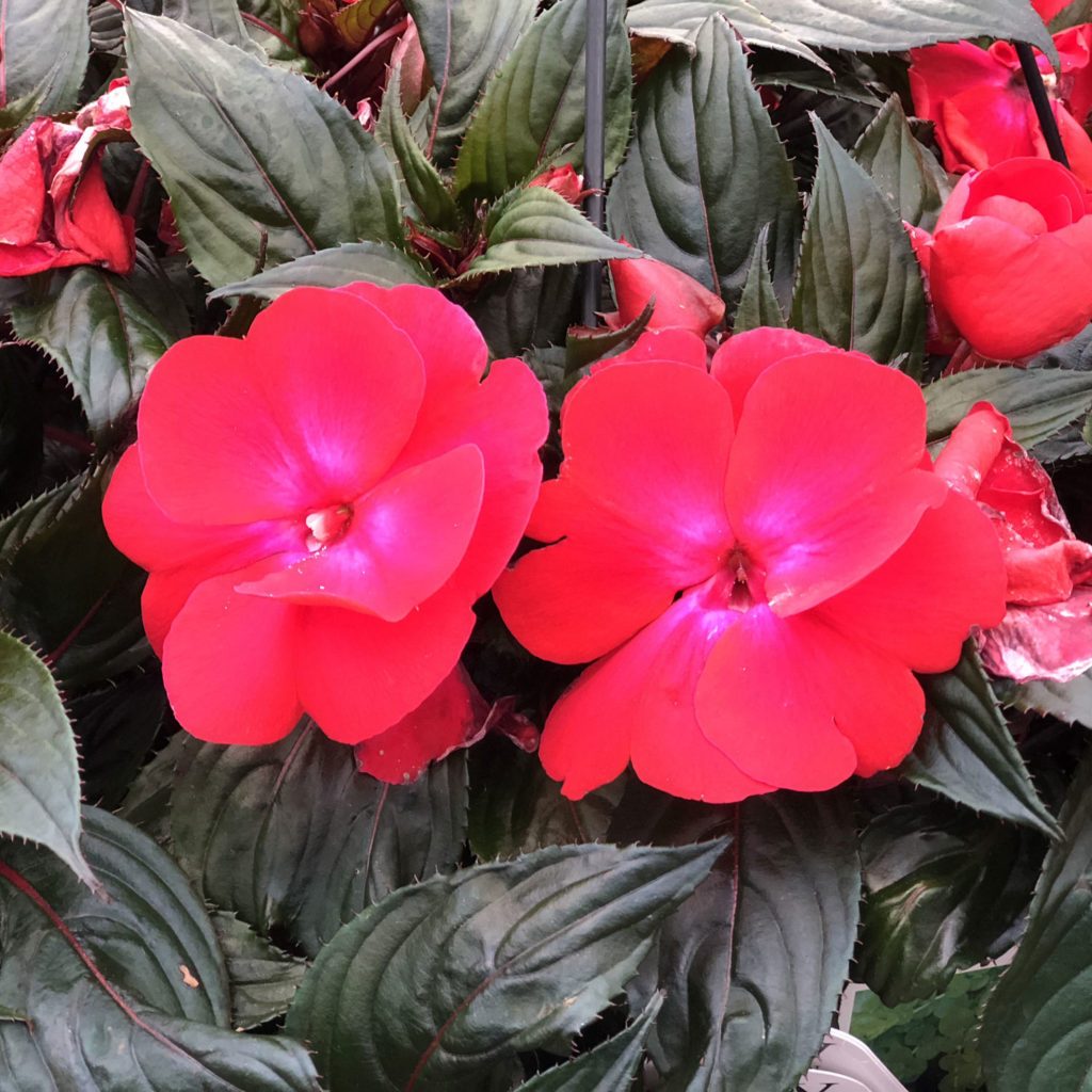 IMPATIENS INFINITY CHERRY RED NEW GUINEA IMPATIENS
