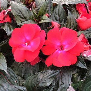 IMPATIENS INFINITY CHERRY RED NEW GUINEA IMPATIENS