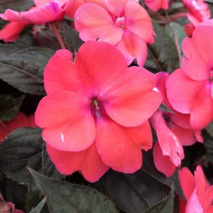 SUNPATIENS® Compact Deep Rose Impatiens - Order Online