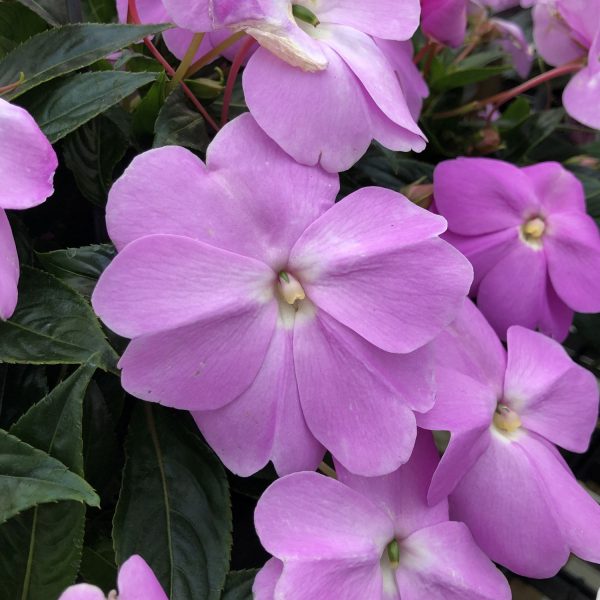 IMPATIENS INFINITY LAVENDER NEW GUINEA IMPATIENS