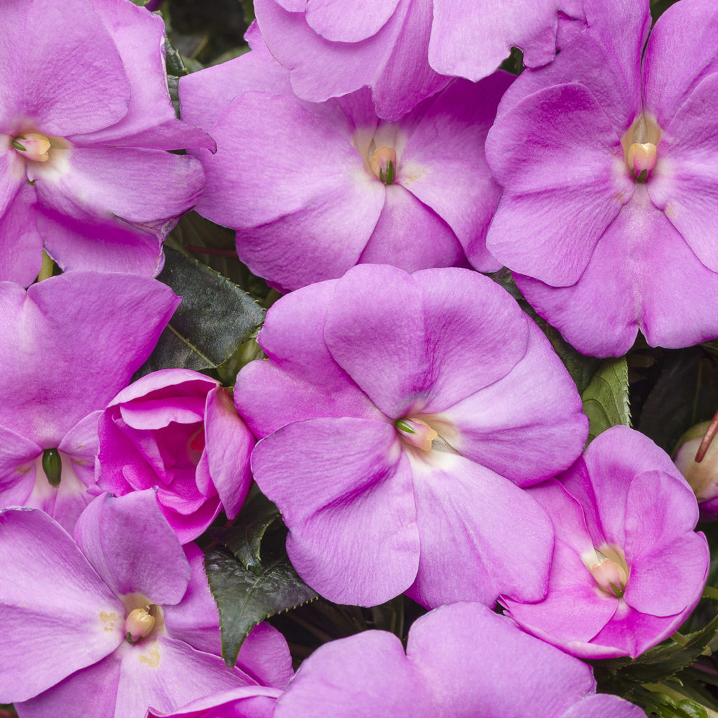 Impatiens INFINITY Lavender Imp Buy Impatiens New Guinea Annuals Online