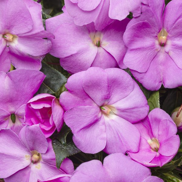 IMPATIENS INFINITY LAVENDER NEW GUINEA IMPATIENS