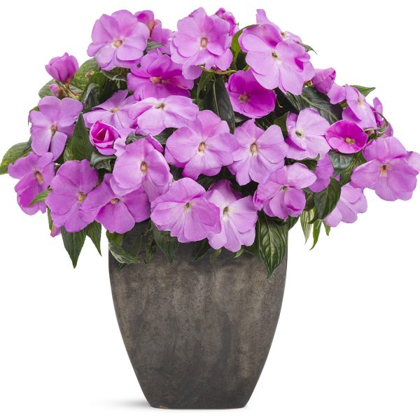 IMPATIENS INFINITY LAVENDER NEW GUINEA IMPATIENS