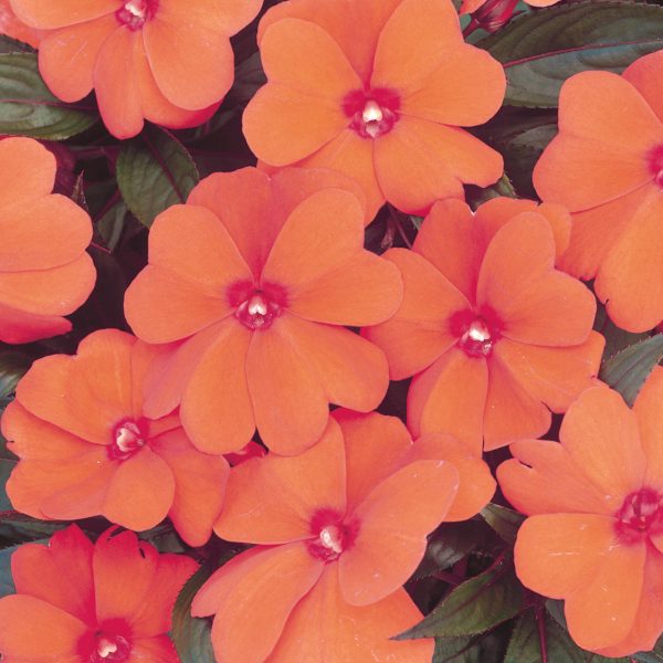 IMPATIENS INFINITY ORANGE NEW GUINEA IMPATIENTS