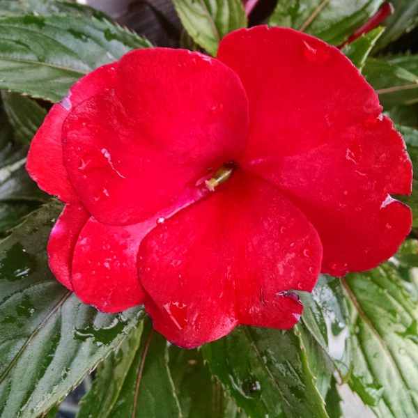 IMPATIENS INFINITY RED NEW GUINEA IMPATIENS