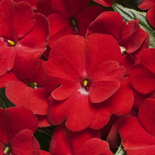 IMPATIENS INFINITY RED NEW GUINEA IMPATIENS