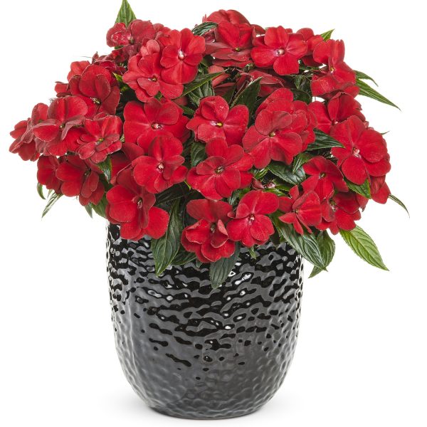 IMPATIENS INFINITY RED NEW GUINEA IMPATIENTS