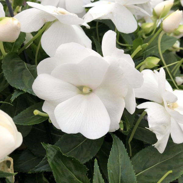 IMPATIENS INFINITY WHITE NEW GUINEA IMPATIENS