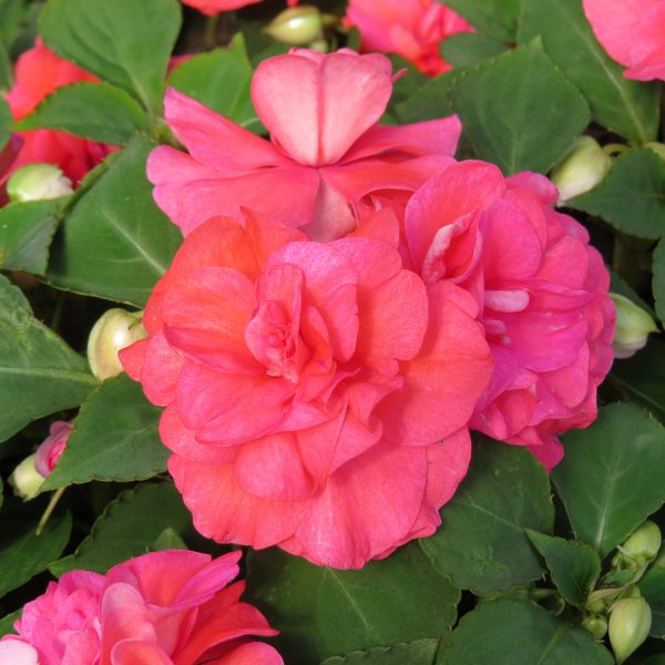 IMPATIENS ROCKAPULCO CORAL REEF DOUBLE IMPATIENS