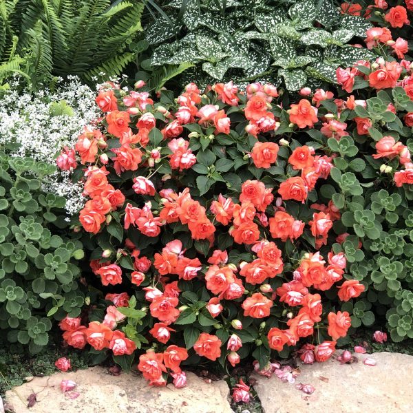 IMPATIENS ROCKAPULCO ORANGE DOUBLE IMPATIENS