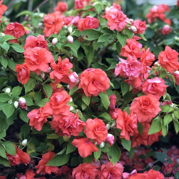 IMPATIENS ROCKAPULCO ORANGE DOUBLE IMPATIENS