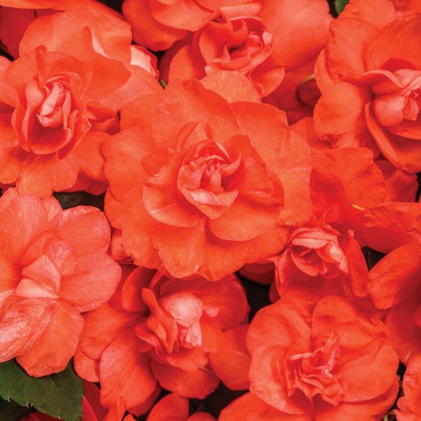 IMPATIENS ROCKAPULCO ORANGE DOUBLE IMPATIENTS