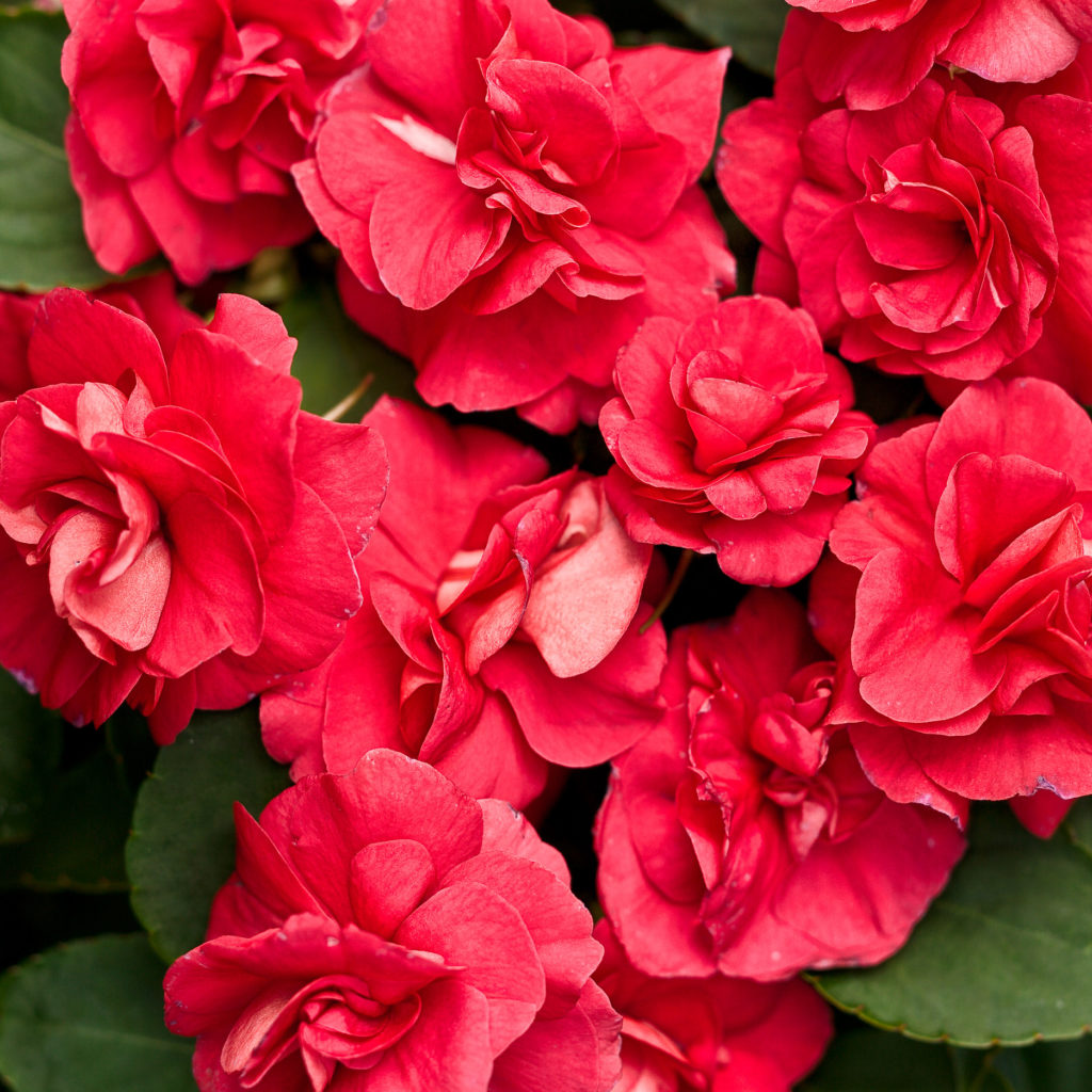 IMPATIENS ROCKAPULCO RED DOUBLE IMPATIENS