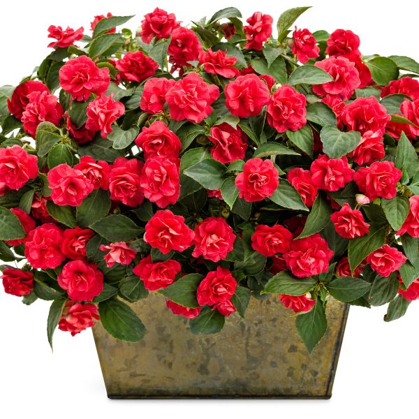 IMPATIENS ROCKAPULCO RED DOUBLE IMPATIENS