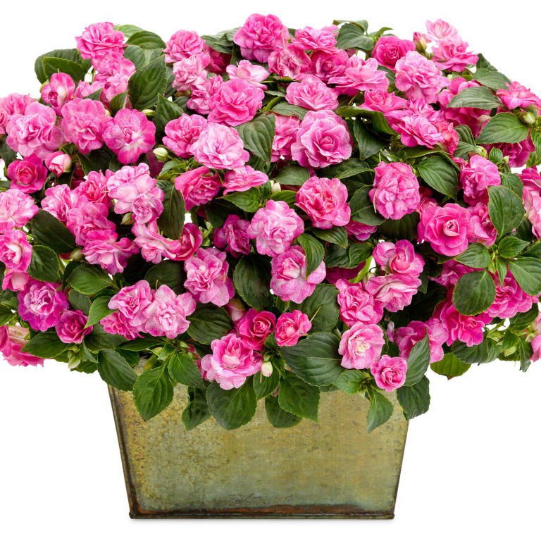 ROCKAPULCO® Rose Double Impatiens Shop Now