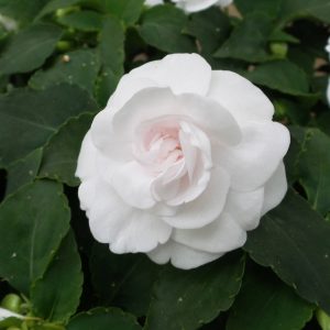 IMPATIENS ROCKAPULCO WHITE DOUBLE IMPATIENS