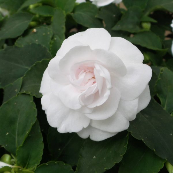 IMPATIENS ROCKAPULCO WHITE DOUBLE IMPATIENS