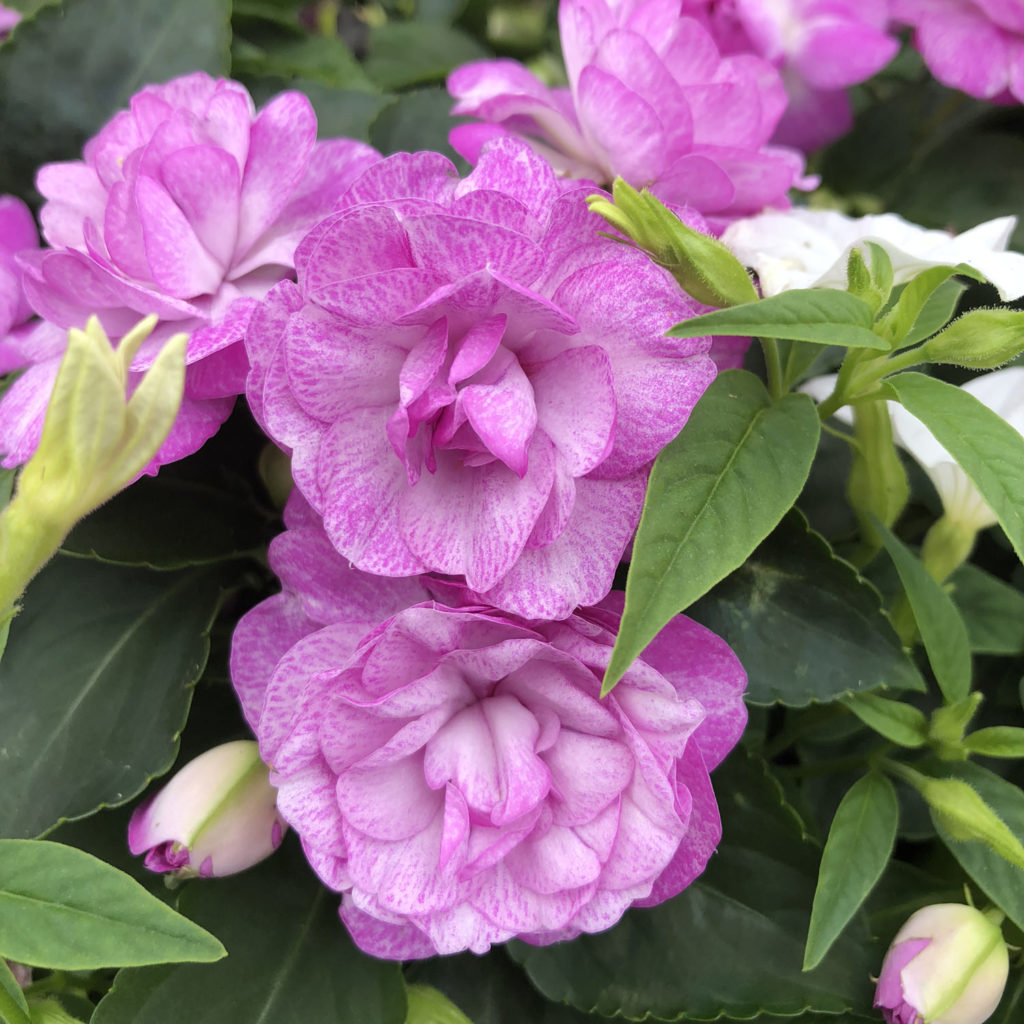 IMPATIENS ROCKAPULCO WISTERIA DOUBLE IMPATIENS