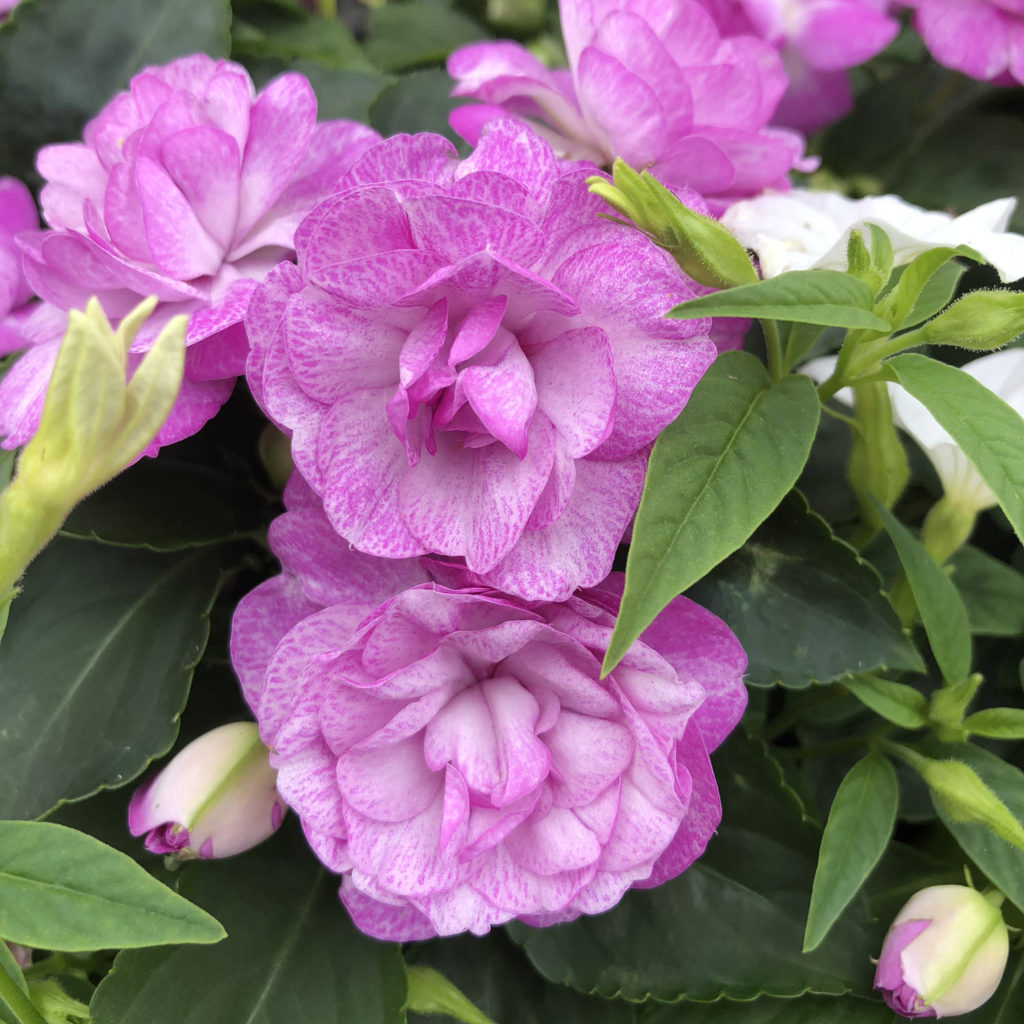 ROCKAPULCO® Wisteria Double Impatiens Shop Now