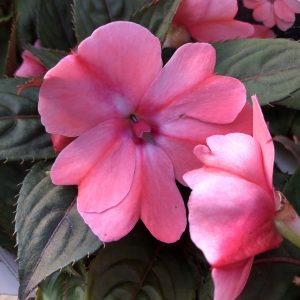 IMPATIENS SUNPATIENS COMPACT BLUSH PINK IMPATIENS SUNPATIENS