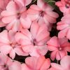 IMPATIENS SUNPATIENS COMPACT BLUSH PINK IMPATIENS SUNPATIENS
