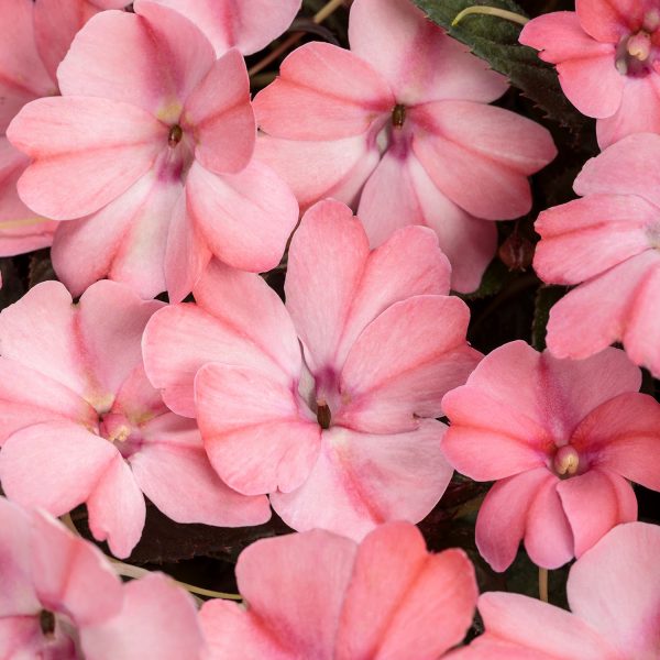 IMPATIENS SUNPATIENS COMPACT BLUSH PINK IMPATIENS SUNPATIENS