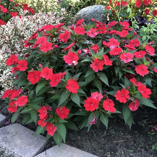 IMPATIENS SUNPATIENS COMPACT FIRE RED IMPATIENS SUNPATIENS