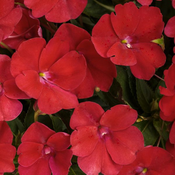 IMPATIENS SUNPATIENS COMPACT FIRE RED IMPATIENS SUNPATIENS