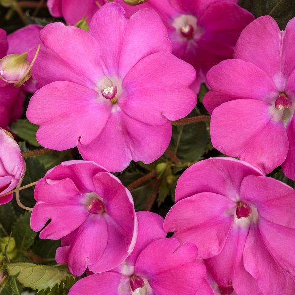 IMPATIENS SUNPATIENS COMPACT NEON PINK IMPATIENS SUNPATIENS