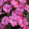 IMPATIENS SUNPATIENS COMPACT PINK CANDY IMPATIENS SUNPATIENS