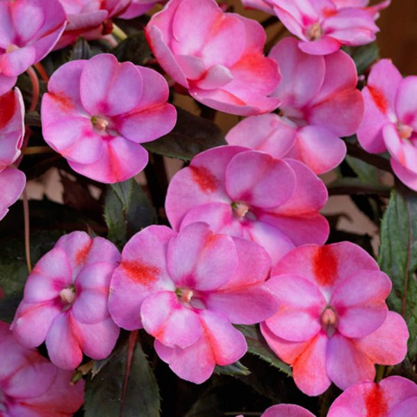 IMPATIENS SUNPATIENS COMPACT PINK CANDY IMPATIENS SUNPATIENS