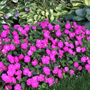 IMPATIENS SUNPATIENS COMPACT PURPLE IMPATIENS SUNPATIENS