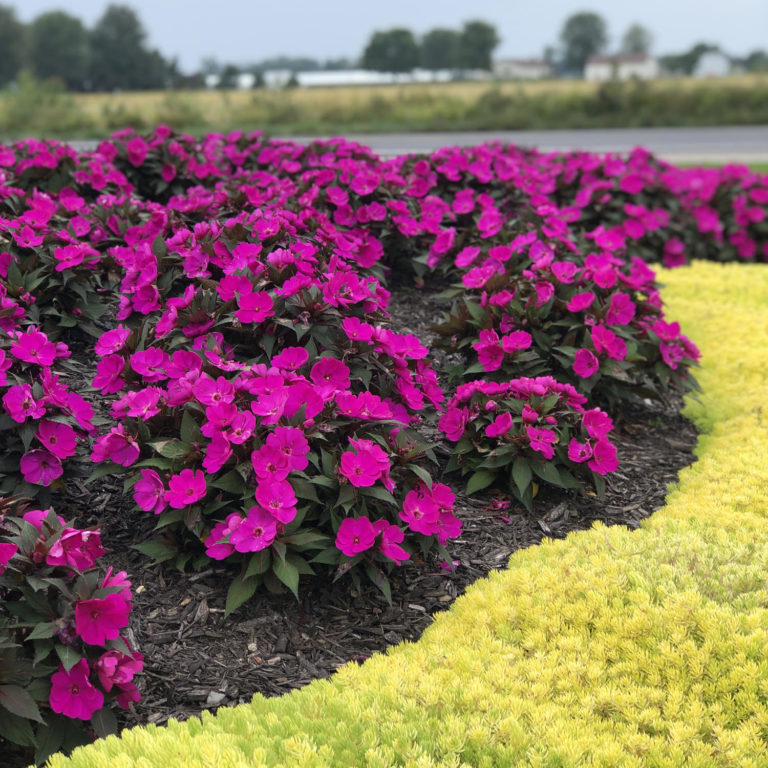 SUNPATIENS® Purple' Impatiens Garden Crossings