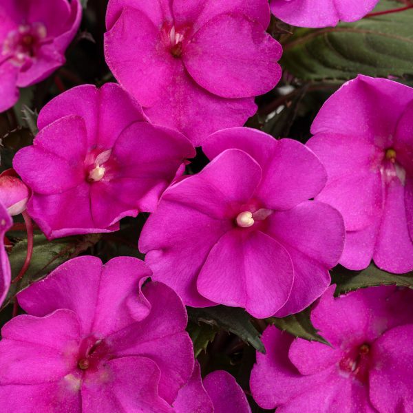 IMPATIENS SUNPATIENS COMPACT PURPLE IMPATIENS SUNPATIENS