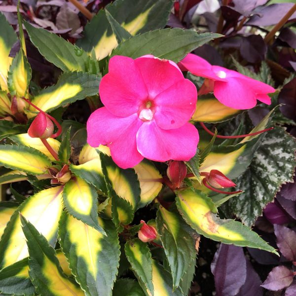 IMPATIENS SUNPATIENS COMPACT TROPICAL ROSE IMPATIENS SUNPATIENS