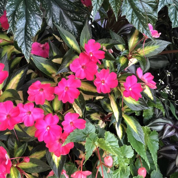 IMPATIENS SUNPATIENS COMPACT TROPICAL ROSE IMPATIENS SUNPATIENS