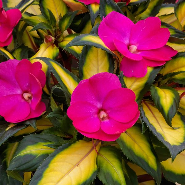 IMPATIENS SUNPATIENS COMPACT TROPICAL ROSE IMPATIENS SUNPATIENS