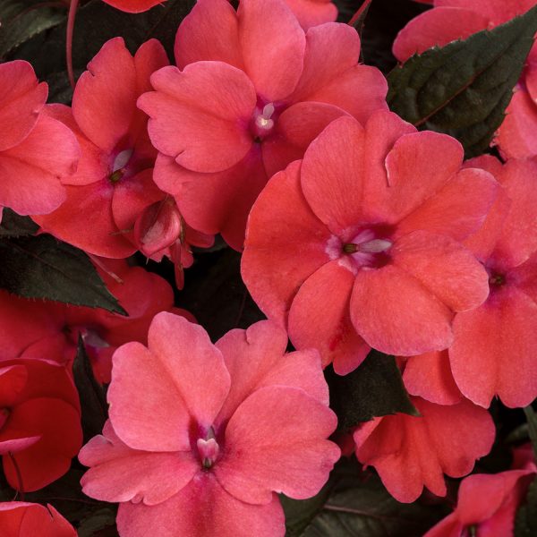 IMPATIENS SUNPATIENS DEEP ROSE IMPATIENS SUNPATIENS