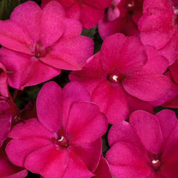 IMPATIENS SUNPATIENS MAGENTA IMPATIENS SUNPATIENS