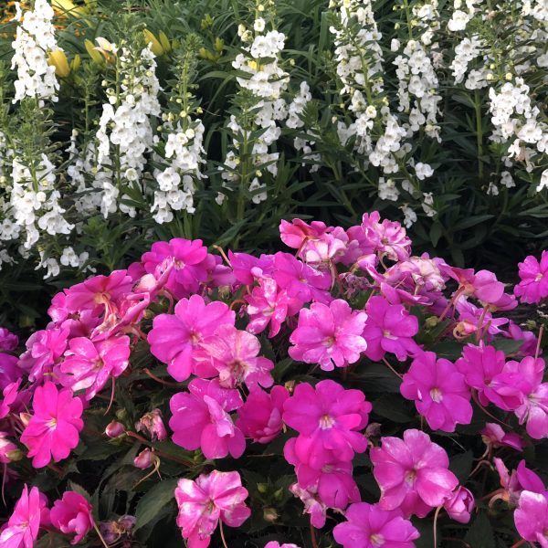 IMPATIENS SUNPATIENS NEON PINK IMPATIENS SUNPATIENS