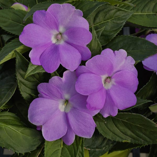 IMPATIENS SUNPATIENS ORCHID IMPATIENS SUNPATIENS