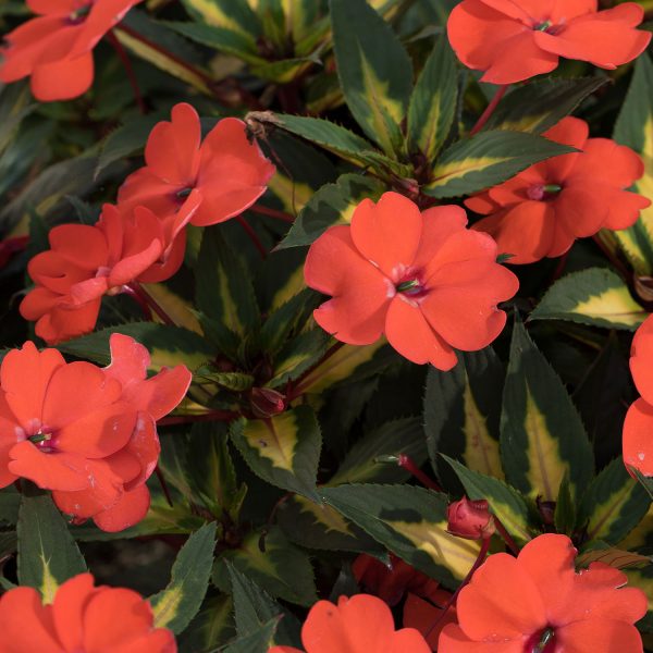 IMPATIENS SUNPATIENS SPREADING TROPICAL ORANGE IMPATIENS SUNPATIENS
