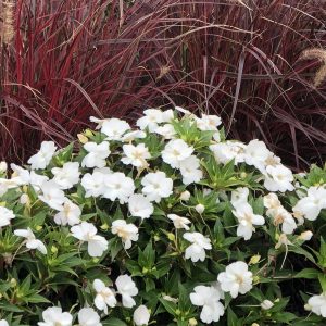 IMPATIENS SUNPATIENS WHITE IMPATIENS SUNPATIENS