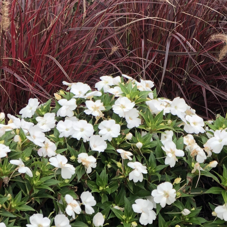 Sunpatiens® Impatiens Order Annuals Online