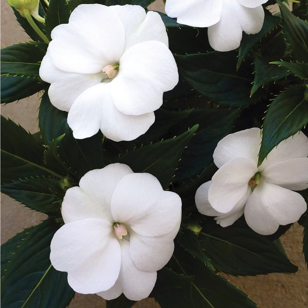 IMPATIENS SUNPATIENS WHITE IMPATIENS SUNPATIENS