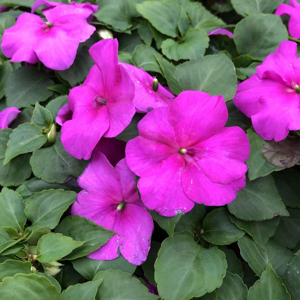 IMPATIENS XTREME LILAC IMPATIENS