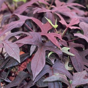 IPOMOEA BLACKIE SWEET POTATO VINE