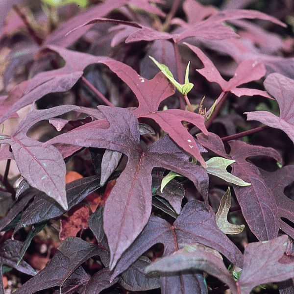 IPOMOEA BLACKIE SWEET POTATO VINE