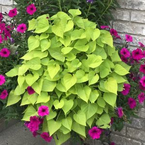 IPOMOEA MARGARITA SWEET POTATO VINE