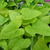 IPOMOEA MARGARITA SWEET POTATO VINE